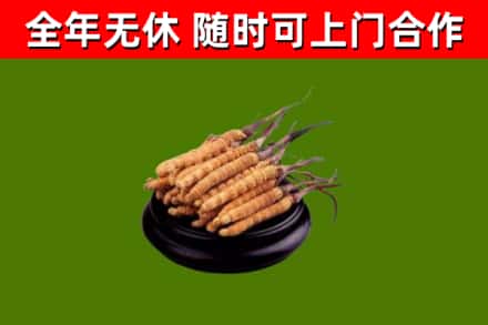 柘城回收散虫草