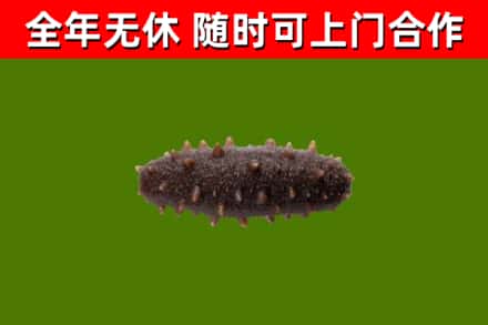 柘城回收海参干